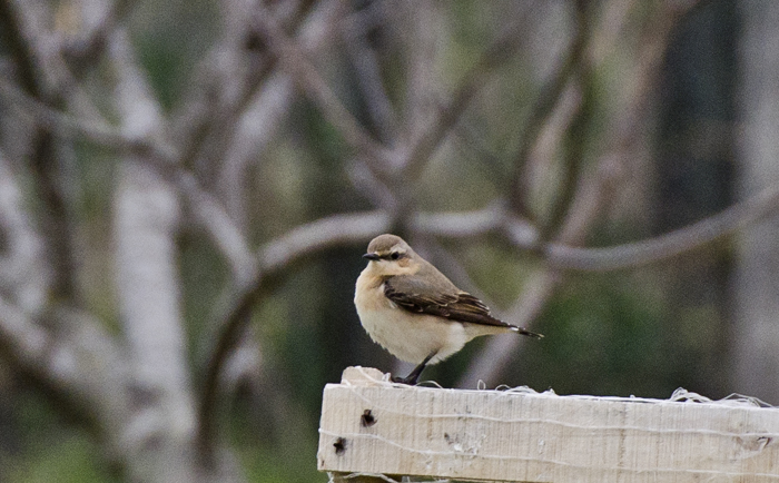 Culbianco e Monachella in migrazione
